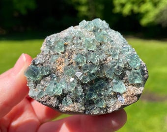 May include: A hand holding a cluster of green fluorite crystals. The crystals are cubic in shape and have a translucent quality. The base rock is a mix of gray and brown tones, with a rough texture. The background is blurred green.