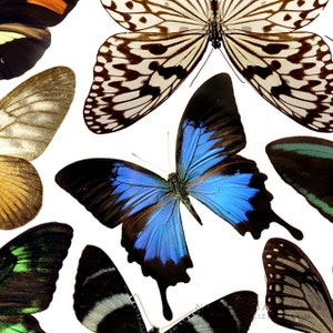May include: A collection of butterflies with various wing patterns and colours, including black, white, blue, green, and brown. The butterflies are arranged in a random pattern on a white background.