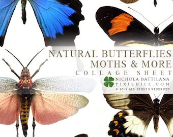 Natural Butterflies Downloadable PDF Collage Sheet