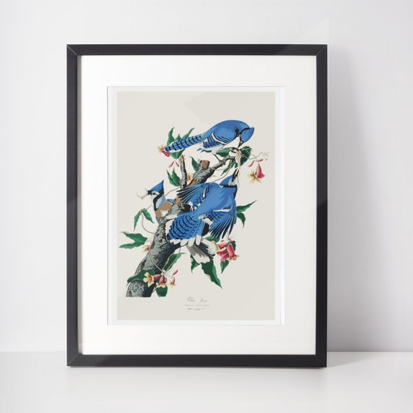 Vivid Blue Jay Pair - Audubon's Masterpiece of Avian Art, Birds, Home Decor, Gift, A1/A2/A3/A4/A5