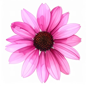 May include: A watercolour illustration of a pink coneflower, centred on a white background. The flower has multiple layers of pink petals radiating from a dark brown, textured centre. The petals have a translucent quality.