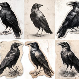 以下が含まれることがあります： 6羽の黒いカラスのイラスト。各カラスは、さまざまなポーズと角度で、詳細でリアルなスタイルで描かれています。ニュートラルな背景は鳥に焦点を当て、印象的な視覚効果を生み出しています。