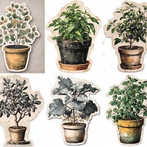 Può includere: Una collezione di sei adesivi a tema botanico con piante in vaso. Le piante mostrano varie forme e colori di foglie, dal verde al grigio, in vasi invecchiati. Gli adesivi hanno un'estetica vintage e invecchiata, con uno sfondo neutro.