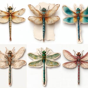 May include: Six detailed dragonfly illustrations with varying colors, including tan, blue, green, and pink. Each dragonfly is depicted with intricate wing patterns and body details, set against a white background.