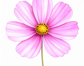 12 Watercolor cosmos flower clipart pink floral botanical png hand painted bloom wedding bouquet design diy craft scrapbooking printable art