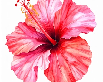 12 Hibiskus Blumen Aquarell Kunst tropisch Blüte pink rot Blumen Kunstwerk exotischen Sommer botanische Druck für Zuhause oder im Büro Dekoration
