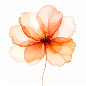 Könnte beinhalten: Nahaufnahme einer zarten, durchscheinenden Blume mit geschichteten Blütenblättern in Orange- und Cremetönen. Die Blume hat eine dunkle Mitte mit gelben Staubblättern und einen schlanken Stiel vor weißem Hintergrund. Das Kunstwerk weckt ein Gefühl von Zerbrechlichkeit und Schönheit.