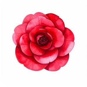 12 Clipart Red Camellia Flower Bold Ink Art Botanical Printable Wedding Floral Design Watercolor Style Single Bloom Home Craft Decor