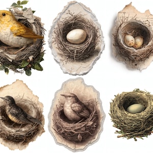 May include: A collection of six illustrations featuring birds and nests. The birds are depicted in various colors, including yellow, brown, and gray, perched in intricately woven nests. Some nests contain eggs, while others are empty. The illustrations are set against a white background.