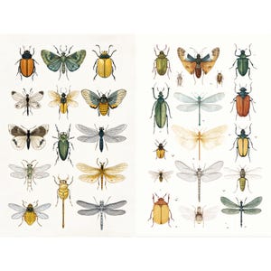 May include: A detailed illustration of various insects, including beetles, butterflies, and dragonflies, in a vintage style. The insects are depicted in a range of colors, such as green, yellow, orange, and brown, against a white background.