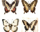 28 Vintage Butterfly Die Cuts, Botanical Nature Ephemera, Antique Insect Collage Pack, Journal Craft Supplies Digital Download