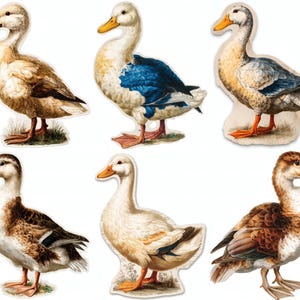 May include: Six duck cutouts in various colors and patterns. The ducks have yellow beaks and orange feet. Some ducks have brown, white, and blue feathers. The cutouts are on a white background.