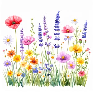 Op de afbeelding: Waterverfillustratie van een levendige wilde bloemenweide. De afbeelding toont een verscheidenheid aan kleurrijke bloemen, waaronder rode klaprozen, paarse lavendel, roze kosmos, gele madeliefjes en oranje wilde bloemen, tegen een witte achtergrond.