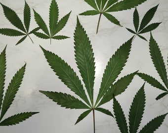20 Pressed Hemp Leaves for Crafts and DIY Resin Art Project