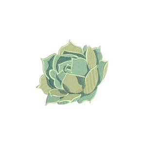 May include: A green succulent plant with a rosette shape. The plant has a light green center and darker green outer leaves.