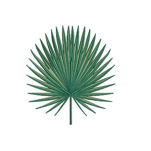 May include: A single green palm leaf with a long stem. The leaf is fan-shaped and has many narrow, pointed leaflets.