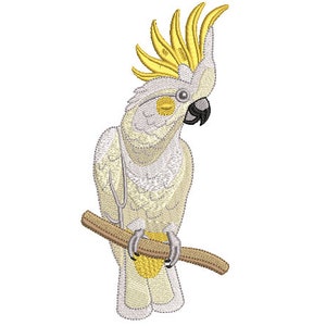 May include: A white cockatoo with a yellow crest perched on a branch. The bird has a black beak and yellow eyes.