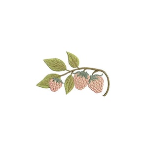 Könnte beinhalten: Ein Zweig eines Himbeerstrauchs mit drei rosa Himbeeren und grünen Blättern.