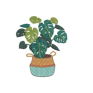 Pode incluir: Uma planta verde com folhas grandes em uma cesta tecida azul e marrom.