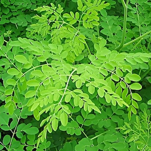 May include: Close-up of vibrant green moringa leaves. The image showcases the plant's delicate, compound leaves, with small, oval-shaped leaflets. The leaves are a bright, healthy green, creating a lush, natural texture. The background is filled with more green foliage.