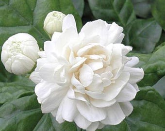 Grand Duke Jasmine, Grand Duke of Tuscany in half gal pot