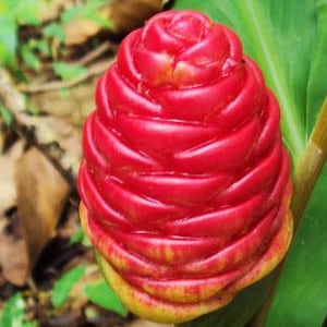 May include: A close-up of a red and yellow ginger flower bud. The bud is cone-shaped and has a textured surface.