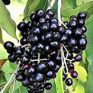 May include: A cluster of dark purple berries growing on a branch with green leaves. The berries are tightly packed together and have a shiny, almost black appearance.