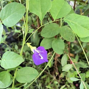 May include: A single purple flower with white markings blooms on a green vine with leaves.