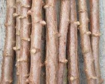 5 Yucca Cassava cuttings for propagation