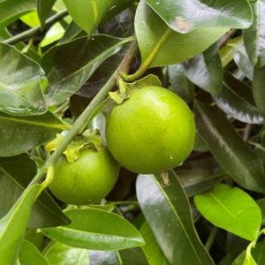 Black Sapote | Chocolate Pudding Fruit Tree in One Gal Pot - No ...