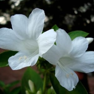 May include: Two white flowers with delicate petals and a green stem. The flowers are in focus, while the background is blurred.