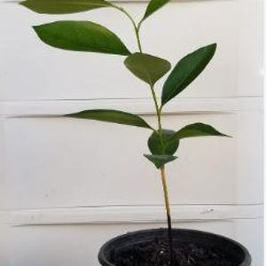 Black Sapote | Chocolate Pudding Fruit Tree in One Gal Pot - No ...