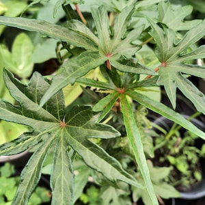 May include: A close-up of a green leafy plant with large, star-shaped leaves. The plant has a reddish-brown stem and is growing in a pot.