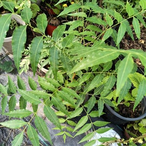 May include: A close-up shot of a vibrant green neem plant with long, serrated leaves. The plant is in a pot, surrounded by other plants and foliage. The leaves are a rich green color, with visible veins and a healthy appearance.