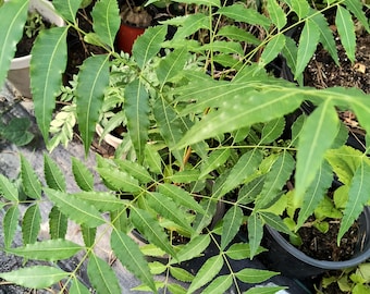 Organic Neem tree 6-10 inch in half gal pot