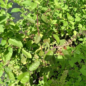 May include: A cluster of holy basil plants featuring vibrant green, oval-shaped leaves with serrated edges. The stems exhibit a distinct purple hue, and several stalks are topped with small, budding flower spikes reaching upward in the sunlight.