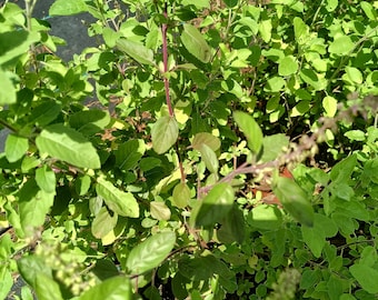 Large Rama Tulsi  plant in half gal pot | Holy Basil Live plant