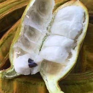 May include: Close-up of a split open, light green, bean pod with white flesh and a few dark brown seeds. The pod is surrounded by other pods.