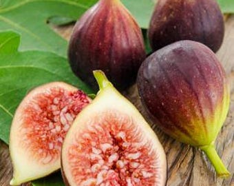Delicious organic Fig fruit tree in half gal pot
