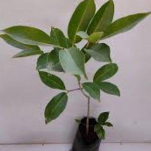 Java Plum |jamun Plant(1-2ft) in One Gal Pot , Syzygium Cumini, Black ...