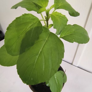 May include: A potted plant with large, vibrant green leaves. The plant is in a brown pot, set against a white background. The leaves have a prominent vein structure and are glossy. The plant appears healthy and well-cared for.