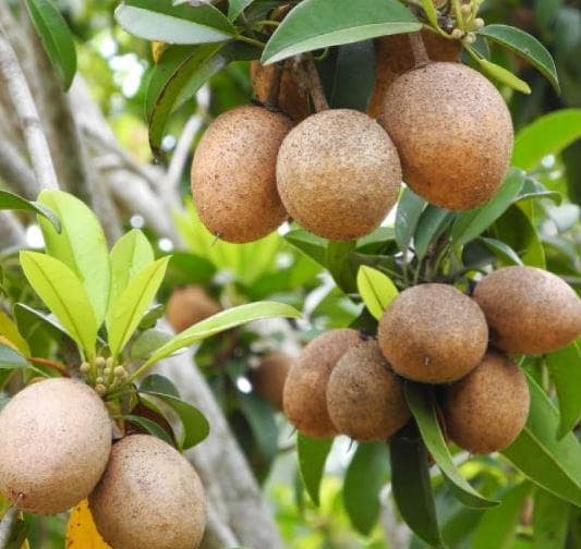 Large Organic sapodilla, sapote 16-20 inch plant in one gal pot