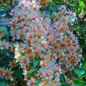 Shiuli Flower - Etsy