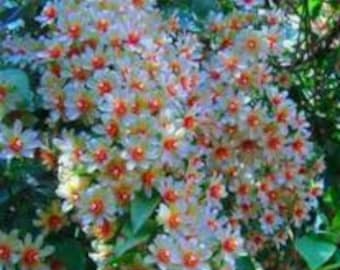 Parijatha Plant in Half-Gallon Pot | Coral Jasmine | Harshringar | Night Jasmine | Shewali | Shiuli  8-12 inch plant