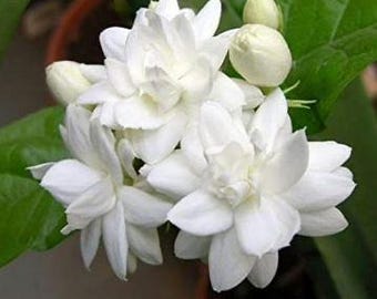 Mysore Malli, Jasminum sambac in Half gal pot