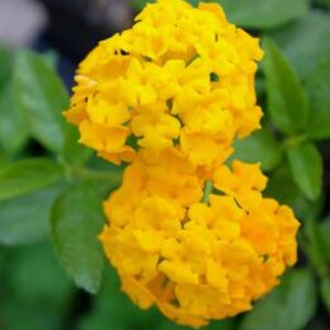 May include: Close-up of two clusters of bright yellow lantana flowers.