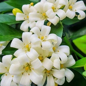 May include: Close-up of white jasmine flowers with yellow centers and green leaves. The flowers have multiple petals and are in full bloom. The image is well-lit, showcasing the details of the flowers and foliage.