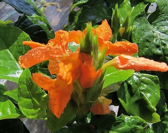 Crossandra Orange Live Plant (FireCraker/Kanakambaram) in half gal pot