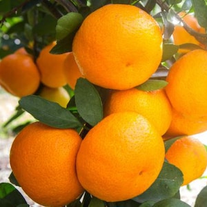 Satsuma Mandarin Orange, Owari Satsuma | Mandarin Orange | Tangerine | 2ft Grafted Live Tree  in pot - Florida only
