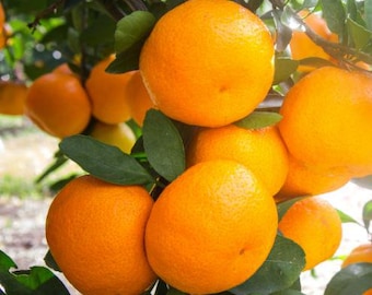 Satsuma Mandarin Orange, Owari Satsuma | Mandarin Orange | Tangerine | 2ft Grafted Live Tree  in pot - Florida only